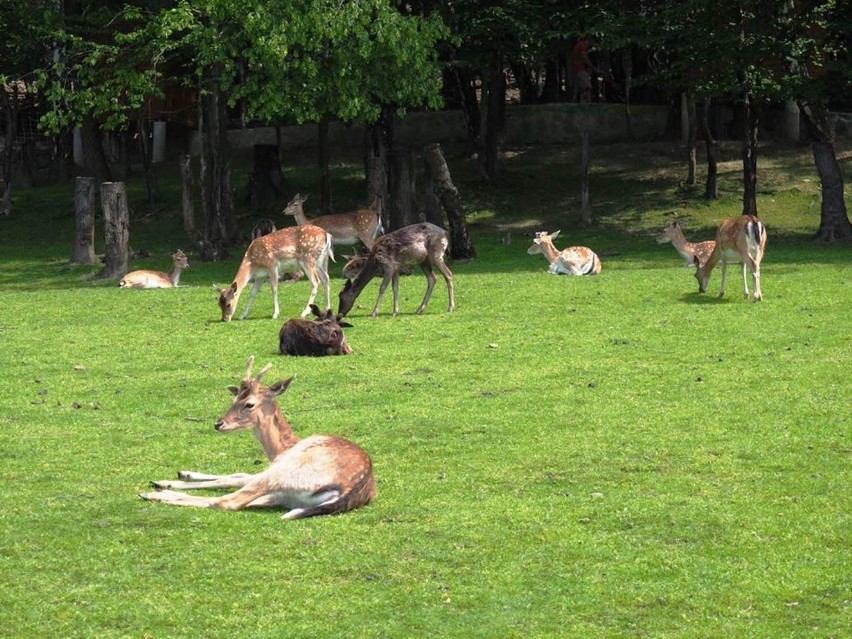 Leśny Park Niespodzianek w Ustroniu...