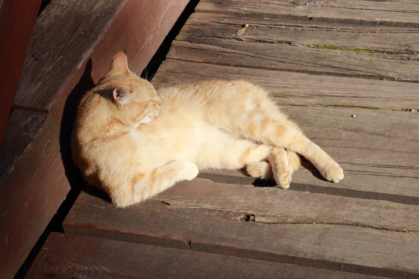 Urocza kotka leżakuje też na deskach mostku przed zamkiem