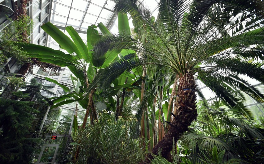 W palmiarni Ogrodu Botanicznego w Łodzi działają trzy...