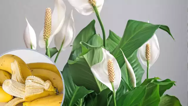 Nawóz ze skórek bananów jest szczególnie polecany dla roślin kwitnących, w tym kwiatów doniczkowych, oraz warzyw. Ale można go stosować do wszystkich roślin.