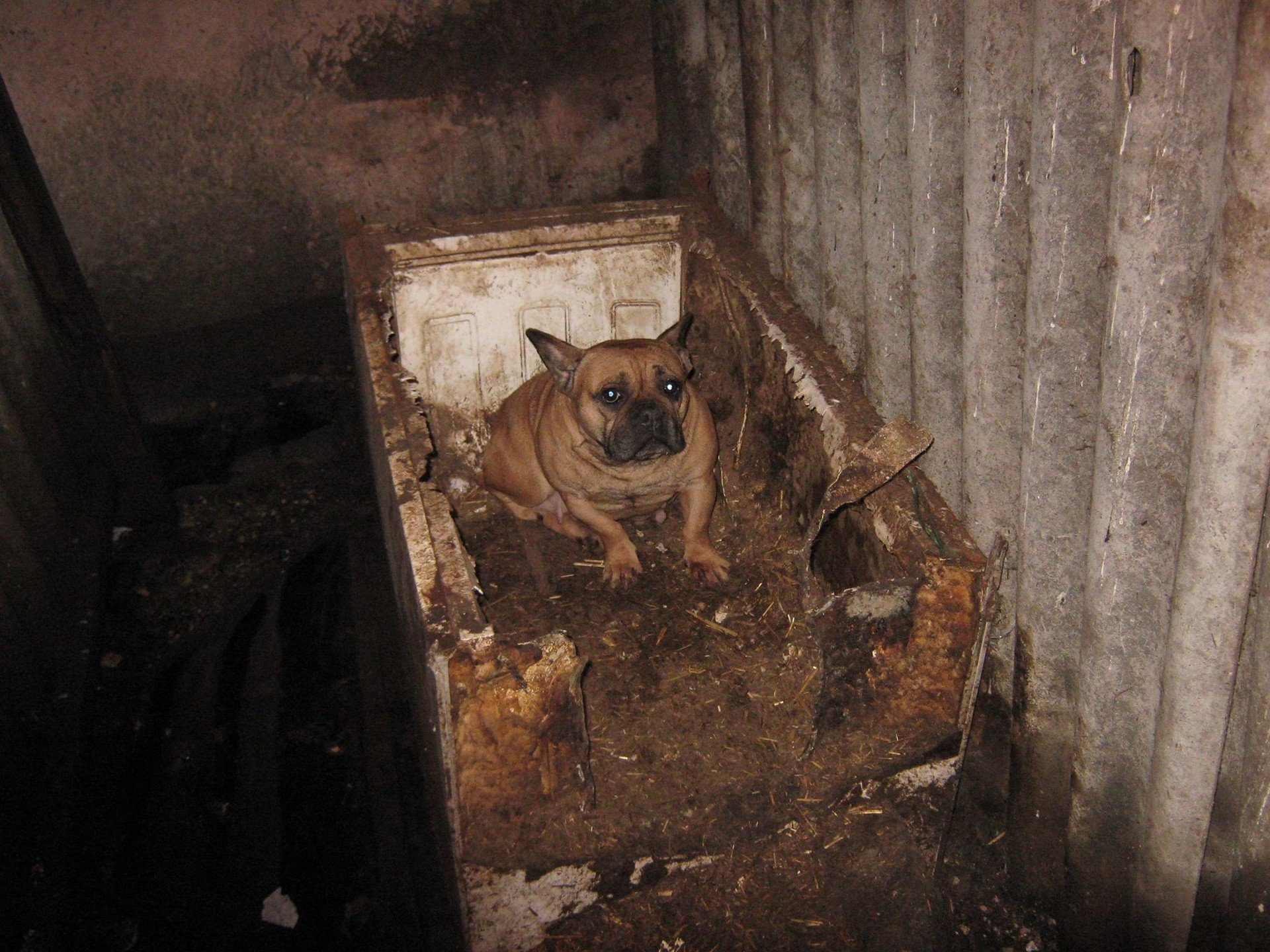 Pseudohodowla psów na Idalinie w Radomiu. Zwierzęta trzymano w  skandalicznych warunkach | Echo Dnia Radomskie