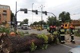 Wichura w Toruniu. Wiatr łamał drzewa i gałęzie [zdjęcia]