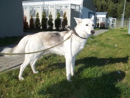 Suczka syberian husky trafiła do koszalińskiego schroniska dla bezdomnych zwierząt.
