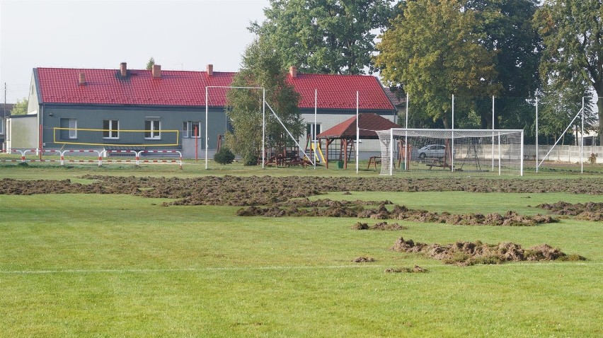 Przez dziki Sparta Nowa Wieś spadnie z A-klasy? Zwierzęta...