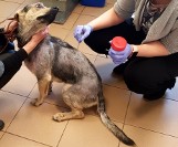 Ktoś wyrzucił chorego psa na śmietnik w Kędzierzynie-Koźlu! 