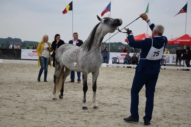 Cztery dni poświęcone koniom arabskim. Krakowski pokaz i Puchar Polski w michałowickim klubie Szary