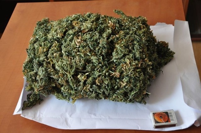 Policjanci znaleźli blisko pół kilograma suszu, który zidentyfikowali jako marihuanę.