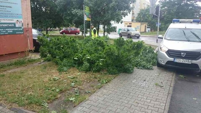 Powalone drzewa po burzy w Ostrowcu.