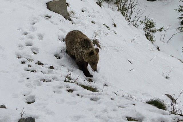 Niedźwiedź w Tatrach. Zdjęcie ilustracyjne