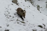 Tatry. Choć w górach nadal sporo śniegu, niedźwiedzie już się wybudzają z zimowego snu