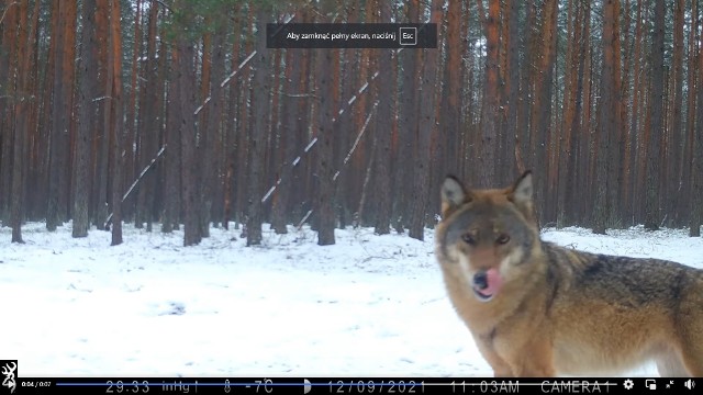 Wilk w zimowych okolicznościach przyrody w Borach Tucholskich