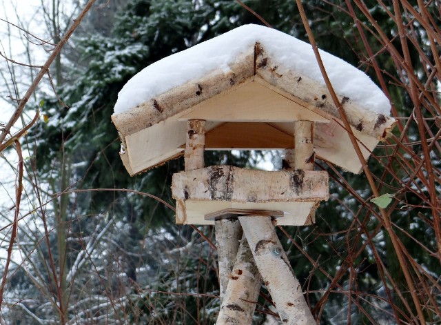 Dokarmianie ptaków powinno się rozpocząć wtedy, gdy pokrywa śnieżna uniemożliwi zwierzętom żerowanie. - Podczas bezśnieżnej, niemroźnej zimy, ptaki powinny radzić sobie same i korzystać z pokarmów, które znajdą w ich otoczeniu - uczulają przyrodnicy.