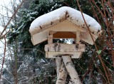Karmniki dla ptaków- - zdjęcia, inspiracje. Jak wysoko zamontować karmnik i co do niego wsypać?