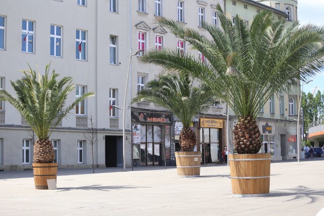 Mieszkańcy Chorzowa czekają na powrót palm na rynek