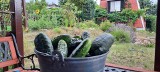Komunikat dla mieszkańców Zielonej Góry w sprawie warzyw i owoców z ogródków w okolicy pożaru hali z odpadami wydał lubuski sanepid   