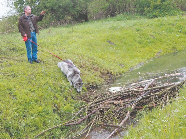 Bobry budują w Słupsku tamy.