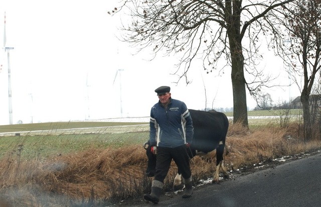 Elektrownie wiatrowe pod Dobrzyniem nad Wisłą