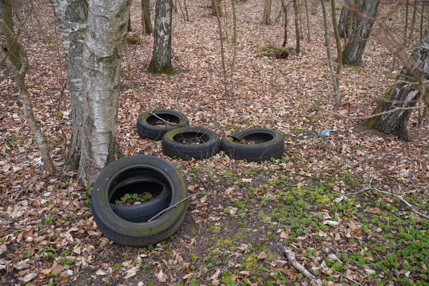 Śmieci zalegające w lesie między Wołczą Małą a Wołczą...