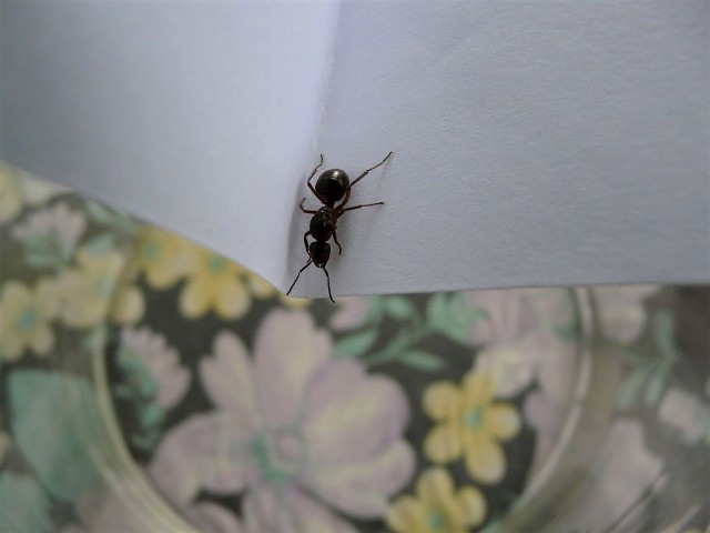 Mrówki w mieszkaniuNa początku mrówek w mieszkaniu jest zaledwie kilka, ale gdy spostrzegą, że w mieszkaniu jest żywności pod dostatkiem, szybko sprowadzają całą kolonię.