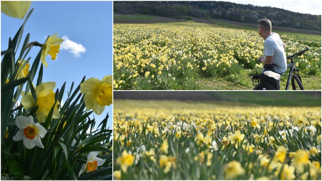 Żonkilowe pole pod  Tarnowem właśnie w kwietniu prezentuje się najbardziej zjawiskowo. Tysiące kwiatów kwitnie na żółto i biało