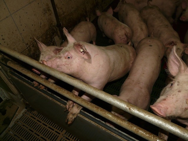 Główny Inspektorat Weterynarii przygotował 2 wzory PBB dla gospodarstw utrzymujących świnie w liczbie do 300 sztuk oraz powyżej 300 sztuk średniorocznie.