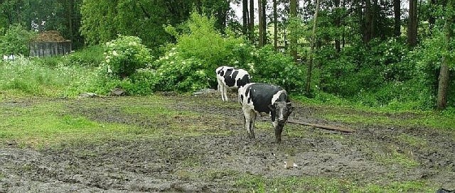 Zwłoki chłopaka leżały wśród pasących się krów