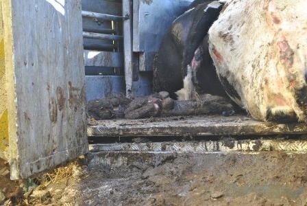 Aresztowano właściciela masarni, do której jechał transport martwych krów