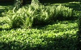 Sposób na wiecznie zielony ogród – rośliny zimozielone