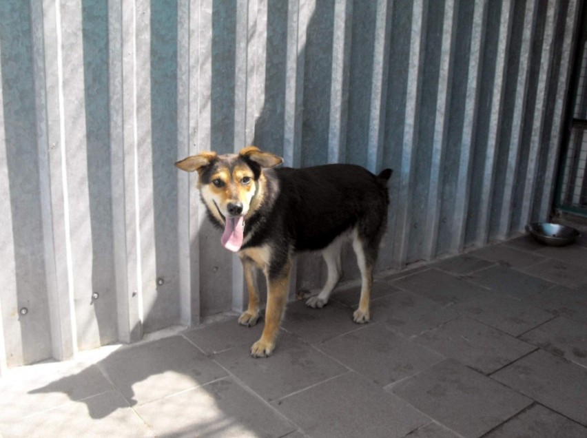 Psy uratowane z "mordowni" w Radysach trafiły do Kędzierzyna. Bajka, Bella, Beza, Bonnie, Borys, Brie i Bumer znajdą tu nowy dom