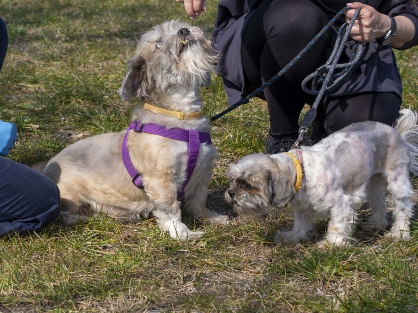 Do adopcji poleca się nasz mini dwupak: dziesięcioletnia...