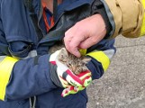Tresna (pow. żywiecki): Strażacy z OSP Czernichów-Tresna uratowali małego kotka. Nietypowa akcja na zaporze w Tresnej [ZDJĘCIA]