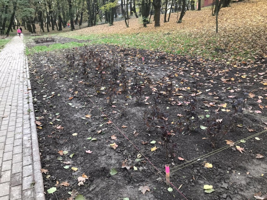 Kraków. W parku Zielony Jar trwa nasadzanie roślin. Wiosną zrobi się tu kolorowo i pachnąco