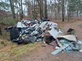 Cud w lesie! Hałda śmieci zniknęła pod osłoną nocy