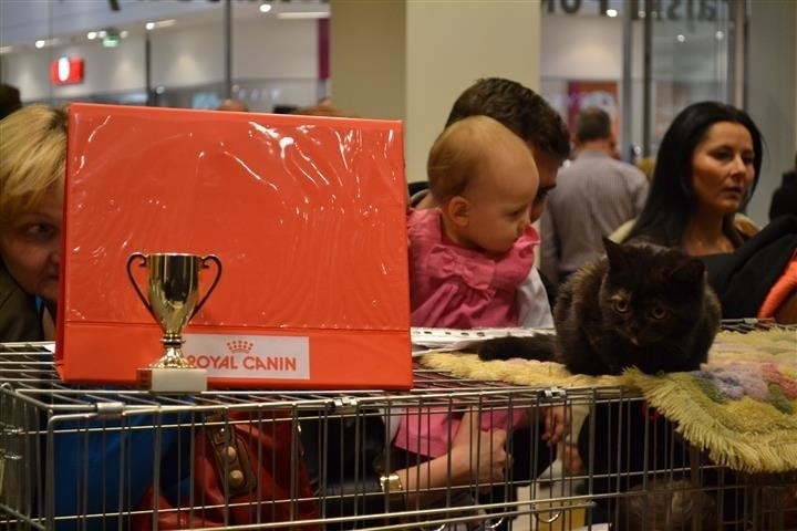 Kocie pięnoości przyjechały do Częstochowy na V Jurajski...