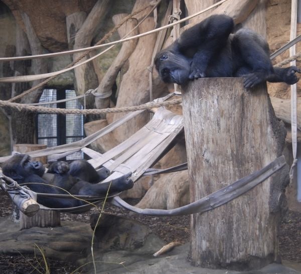 Opolskie zoo i wyspa Bolko  to przepiękny zielony kompleks i duma mieszkańców Opola.