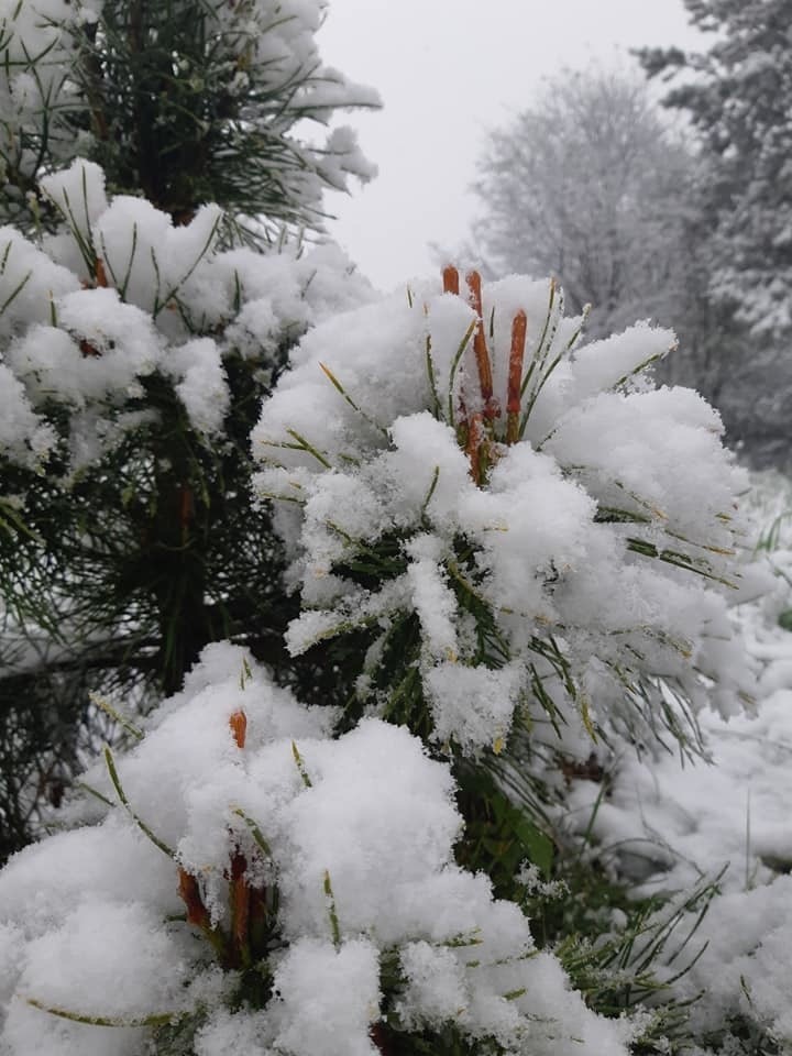 Region. Śnieg w środku maja. Nieoczekiwana zima na Sądecczyźnie [ZDJĘCIA]