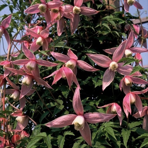 Clematis botaniclczny "Willy&#8221;.