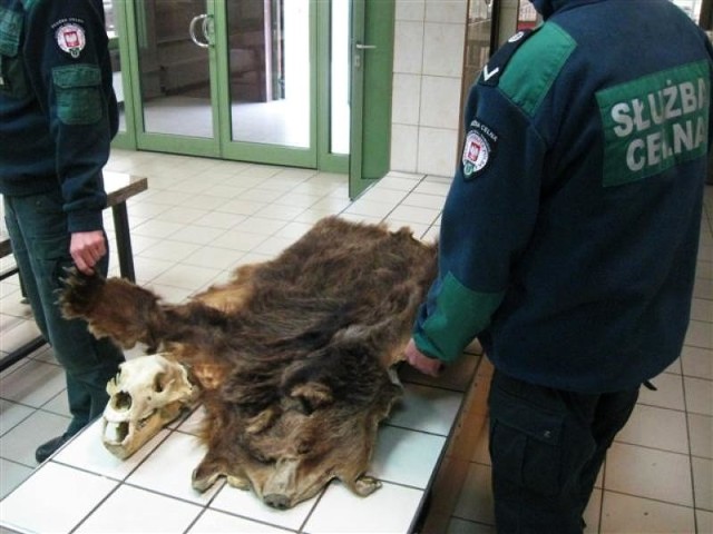 Rosjanin przemycał skórę niedźwiedzia i czaszkę tego drapieżnika.