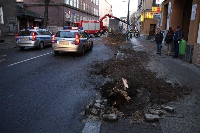 Uderzenie było tak silne, że wyrwane drzewo DAF ciągnął...