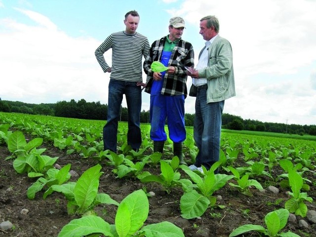 &#8211; Bez dopłat uprawa tytoniu będzie nieopłacalna &#8211; mówią plantatorzy: Jan Milanowski (od prawej), Grzegorz Sieńko i Karol Borowski