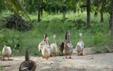 Do epidemii koronawirusa dojdzie grypa ptaków? Nad województwo opolskie i inne regiony lecą tysiące zakażonych ptaków