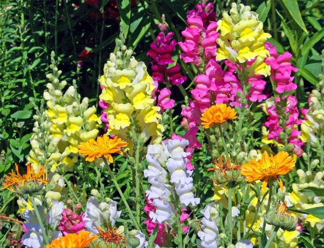 Zobacz, jakie kwiaty możesz wyhodować z nasion niewielkim kosztem. Przejdź do kolejnych zdjęć. Użyj strzałki lub przycisku NASTĘPNE.