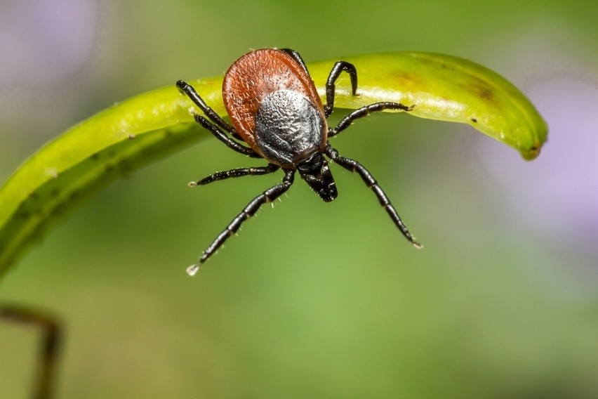 Kleszcze to pajęczaki, które są bardzo niebezpieczne dla...