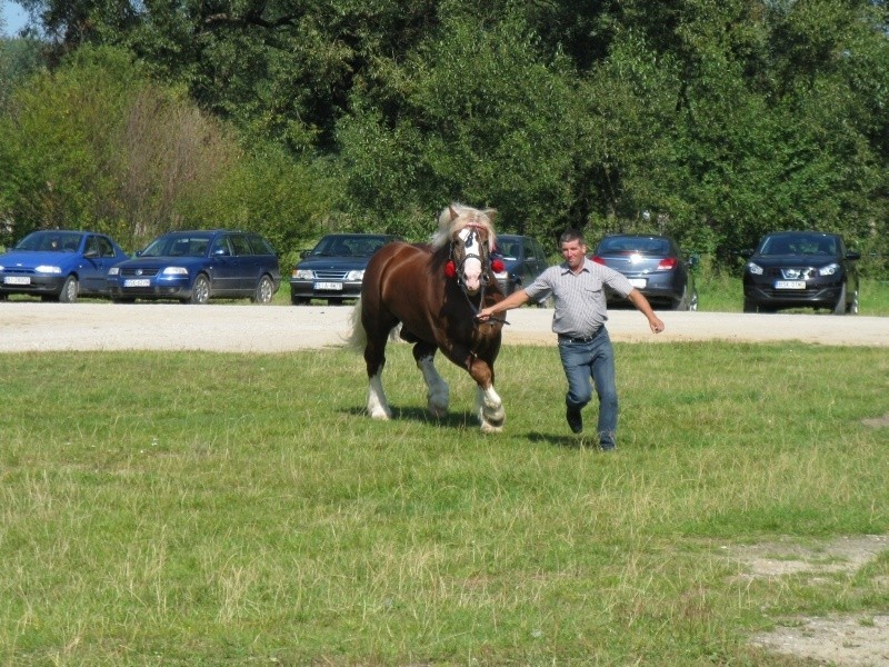 Wystawa koni w Suchowoli