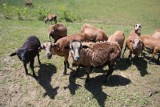 Gliwice. Owce kameruńskie rozgościły się na wzniesieniu przy ul. Rybnickiej. Koszą trawę na dawnym wysypisku ZOBACZ FILM I ZDJĘCIA
