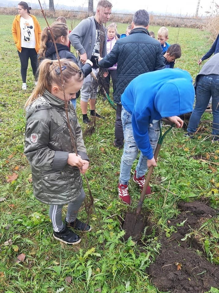 W sadzeniu drzew na terenie Skalbmierza wzięli udział...