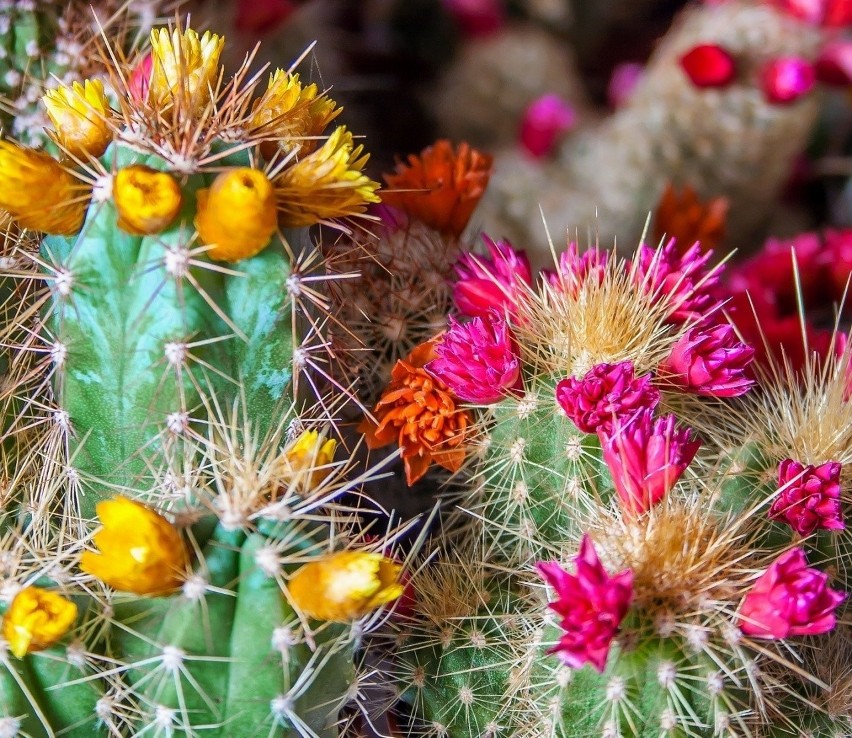 Wbrew obiegowe opinii, kaktusy wcale nie są roślinami...