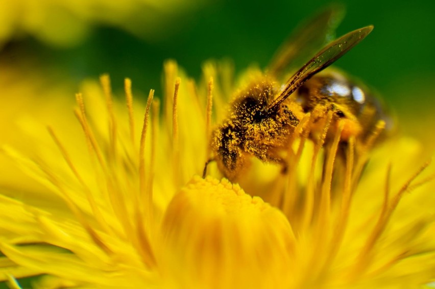Mniej rodzin pszczelich to mniej owadów zapylających, tak...