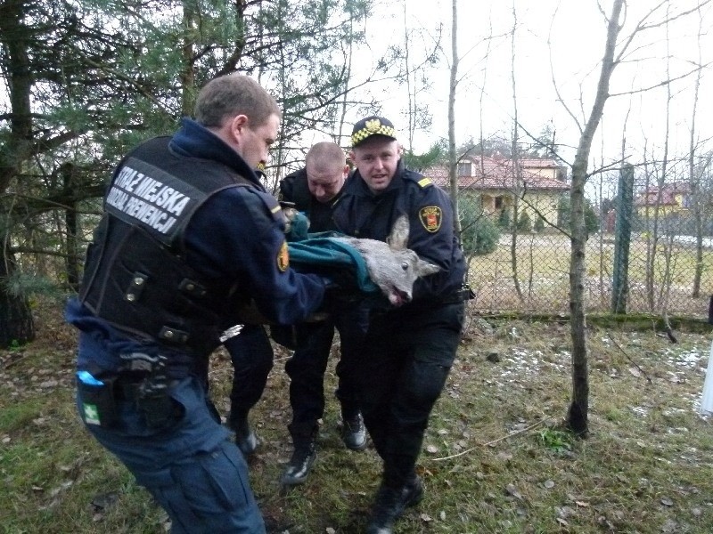 Ratowali sarnę pogryzioną przez psy na ul. Złotno! [zdjęcia]