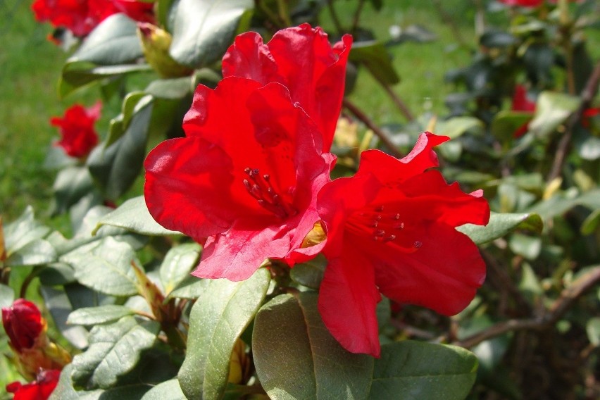 Późną wiosną zakwitają azalie i rododendrony. Wśród wielu...